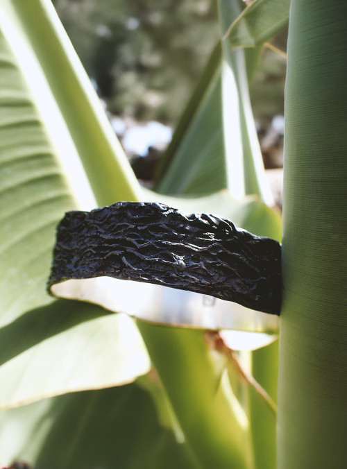 Malpaís - silver bangle inspired by Lanzarote is a coloured bangle with texture of lava rocks placed in between banana leafs
